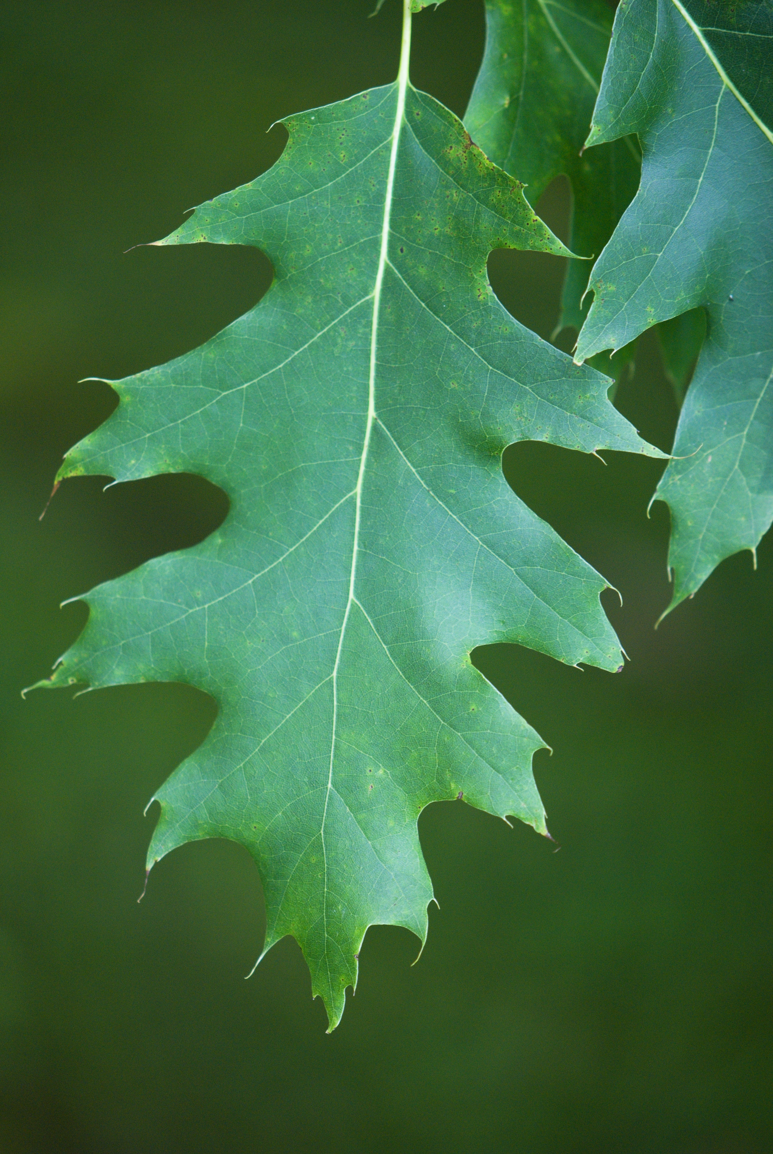 Quercus rubra - dub červený (15) - list